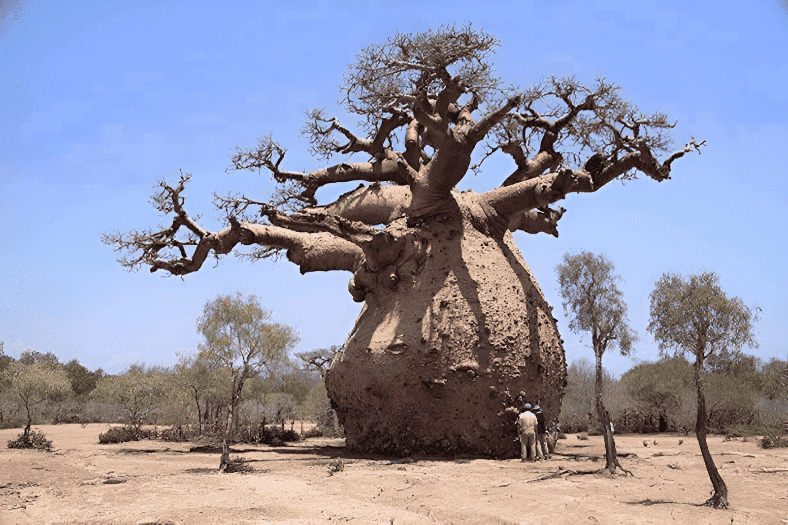 The Sunland Baobab, estimated to be around 6,000 years