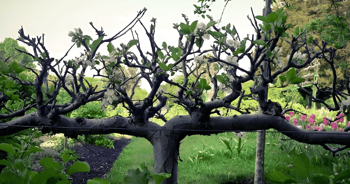 bonsai pear espalier