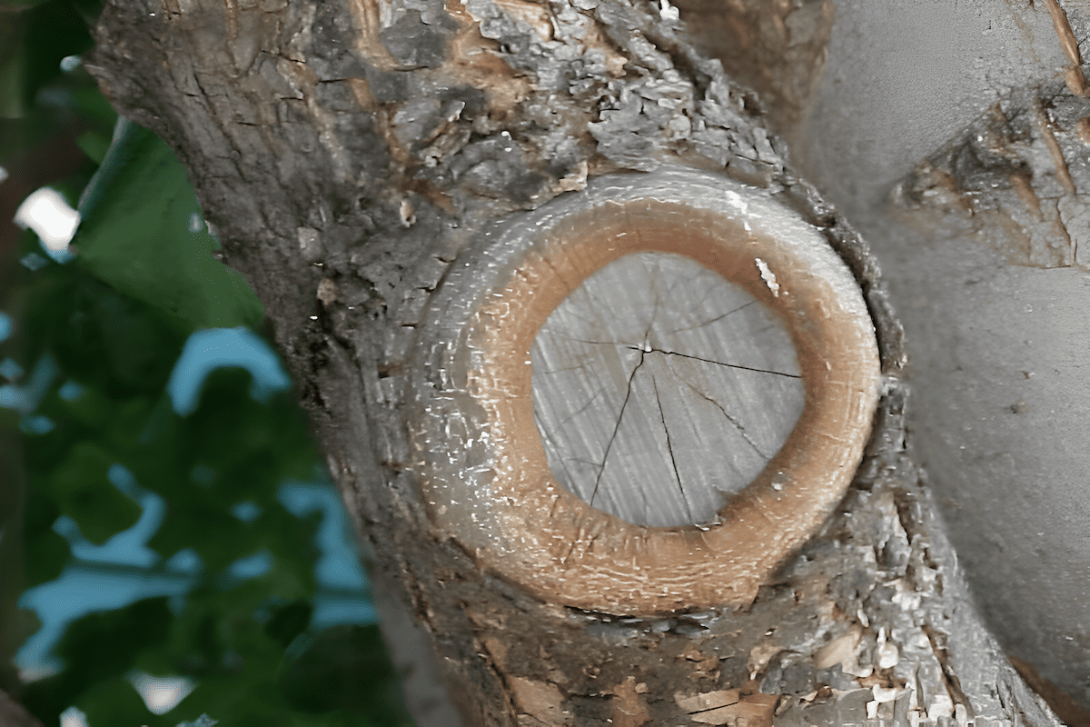 branch collars that appear after a large branch is pruned