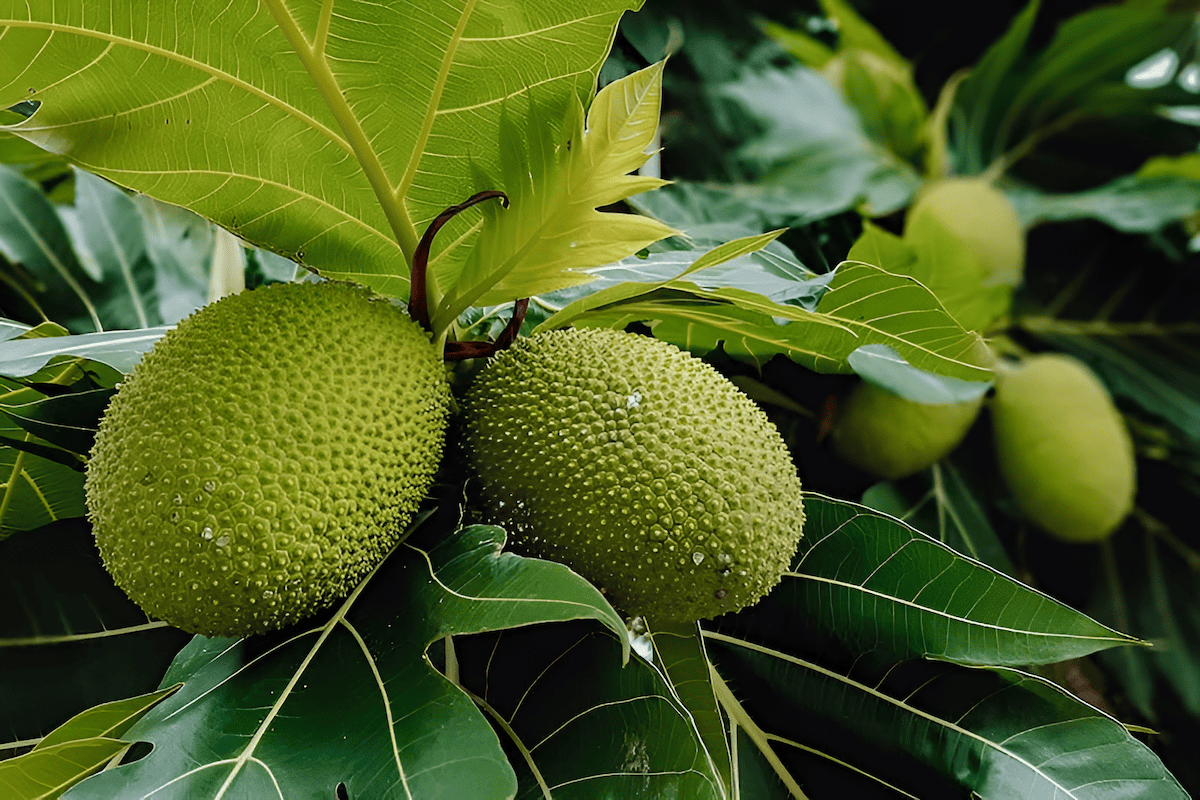 hawaiian islands o'ahu breadfruit tree