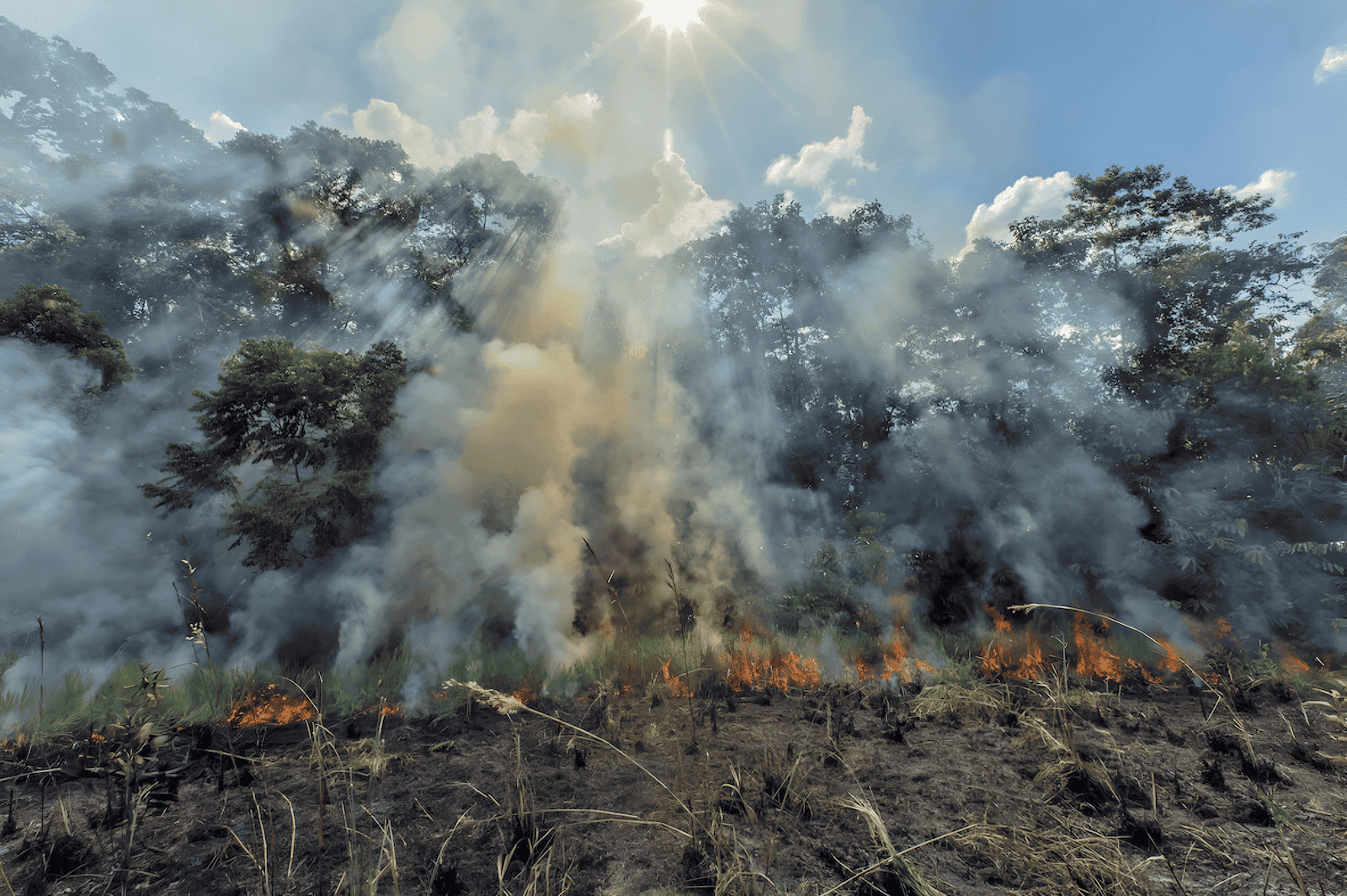 fires in australia