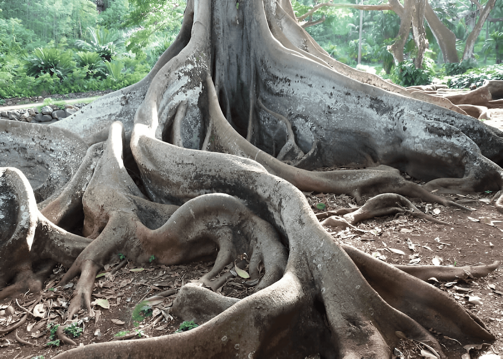 buttress roots in providing structural support