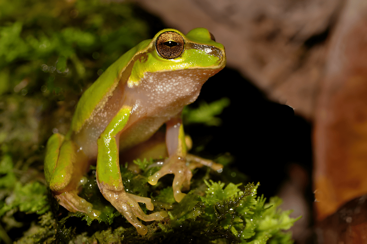 populating the wet damp forests of the pacific northwest