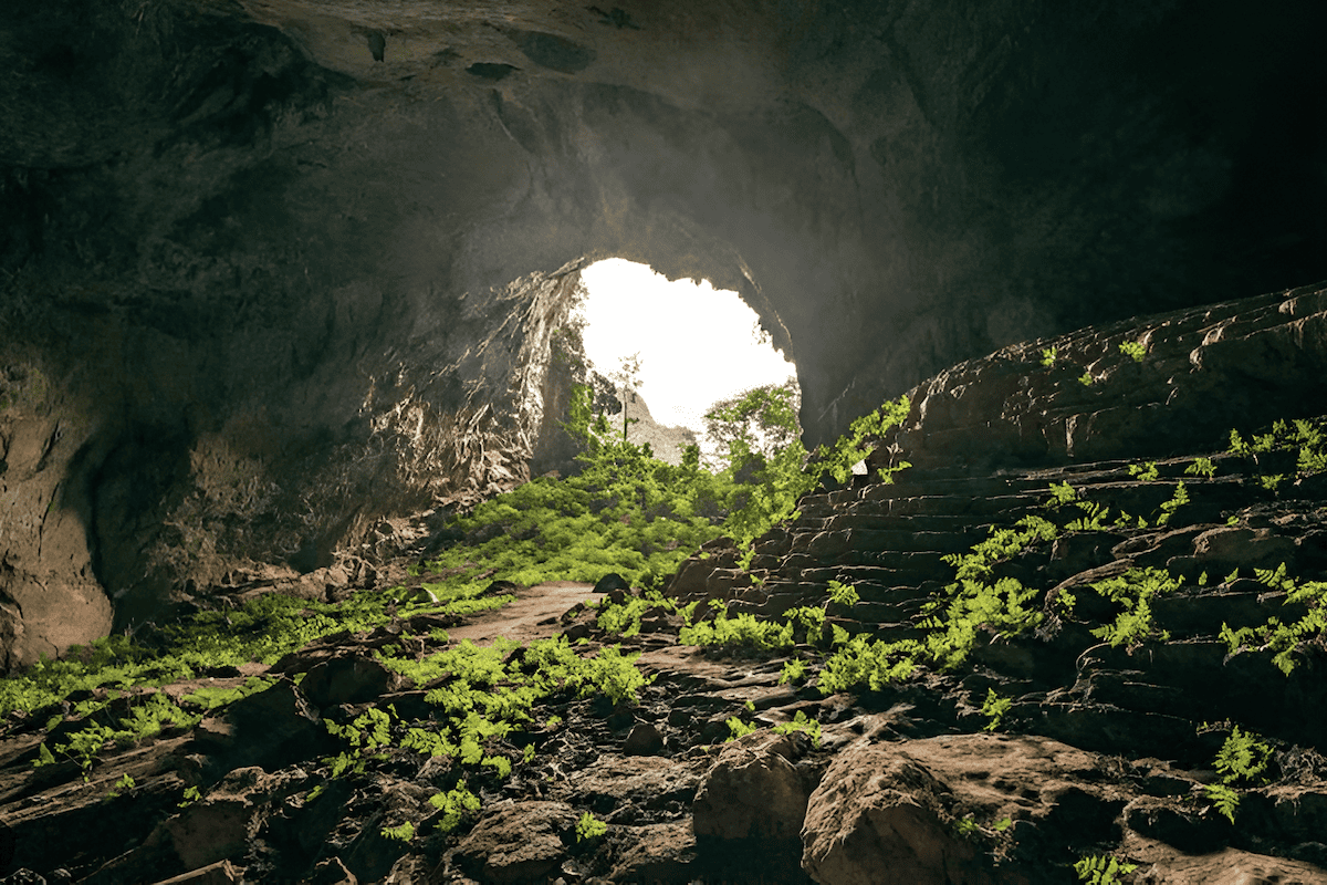 a karst landscape offers a unique opportunity to appreciate the resilience and adaptability of nature adapting to the low light environment of a cave