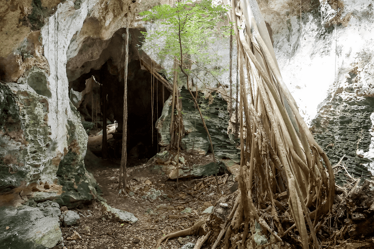 cave tree roots penetrating deep into the cave floor