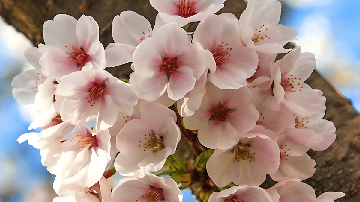 blooming flowers draw in pollinators like bees, butterflies, and birds