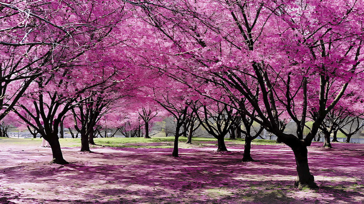 fruit bearing trees