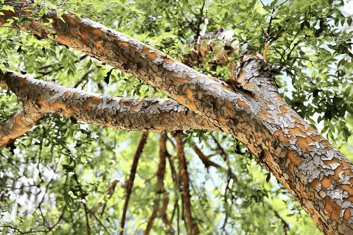 chinese elm landscape tree