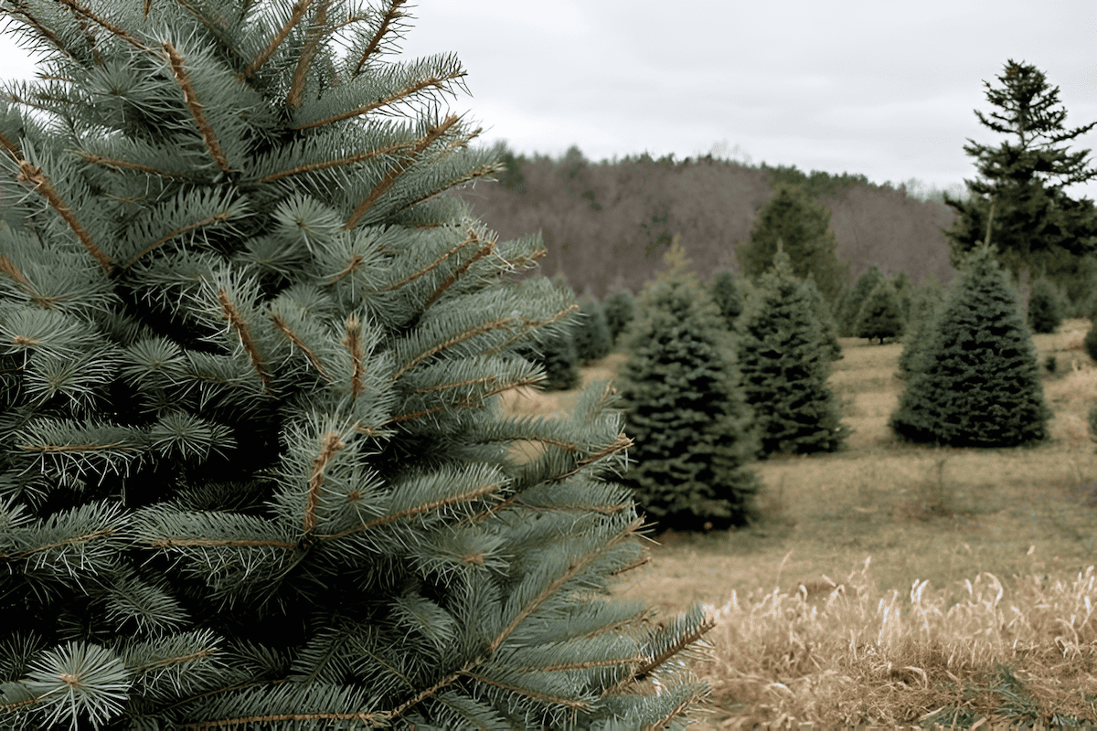 growing christmas trees for profit