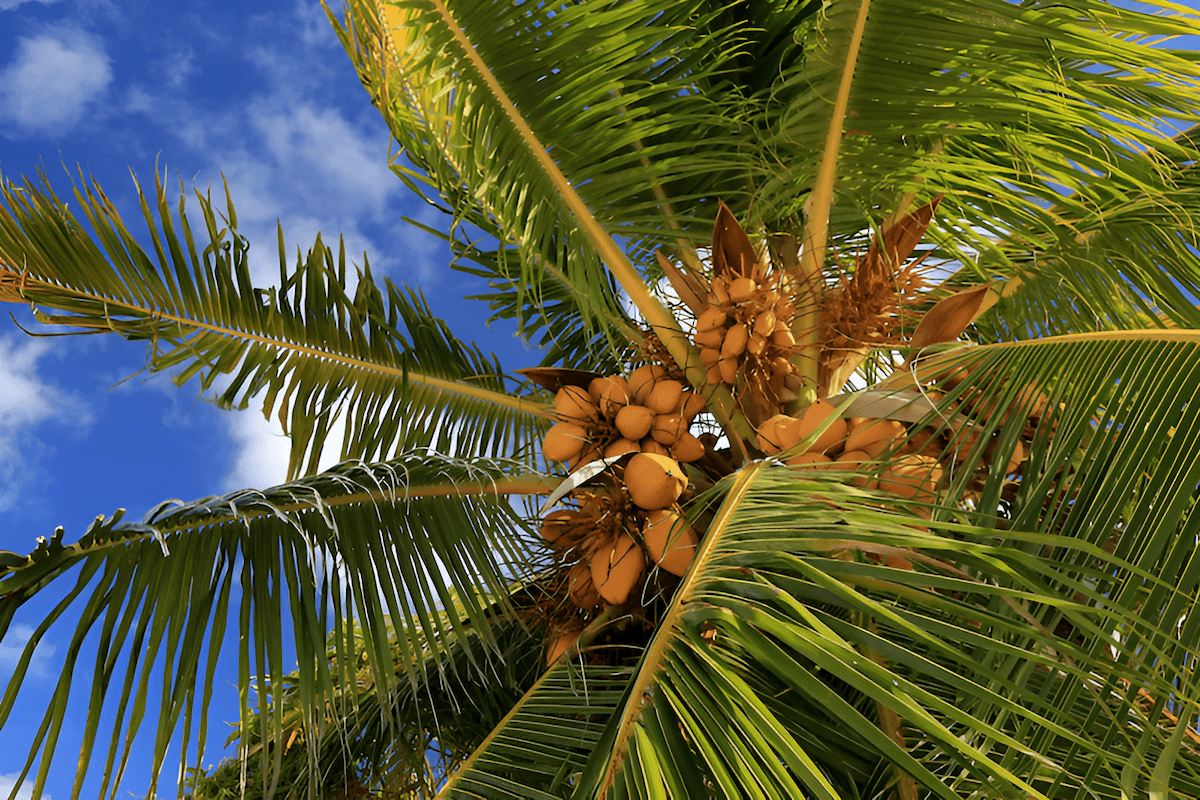 tropical coconut trees