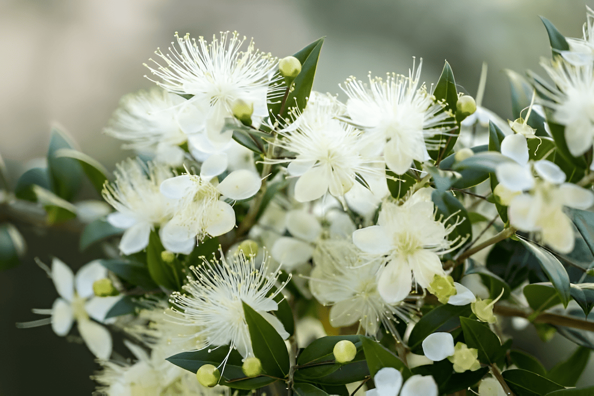 charming, fragrant, star-shaped white flowers