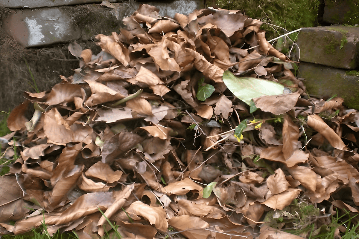 fall leaves raked into a pile ready for composting