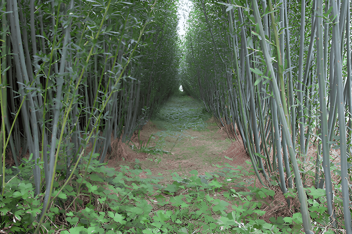 rows of biomass saplings regenerating from the cut stunmps of willow trees