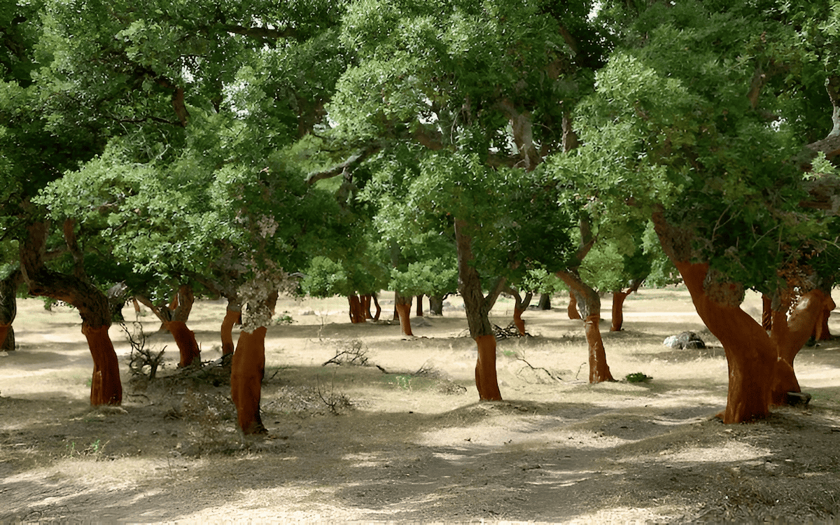 a cork forest in the Mediterranean