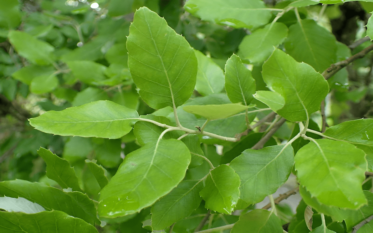 The dark green and leathery leaves of the cork oak with a waxy coating that helps to conserve water