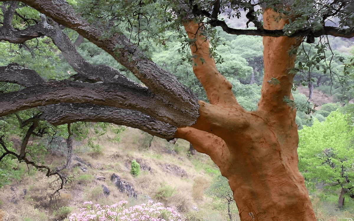 The cork oak, or Quercus suber