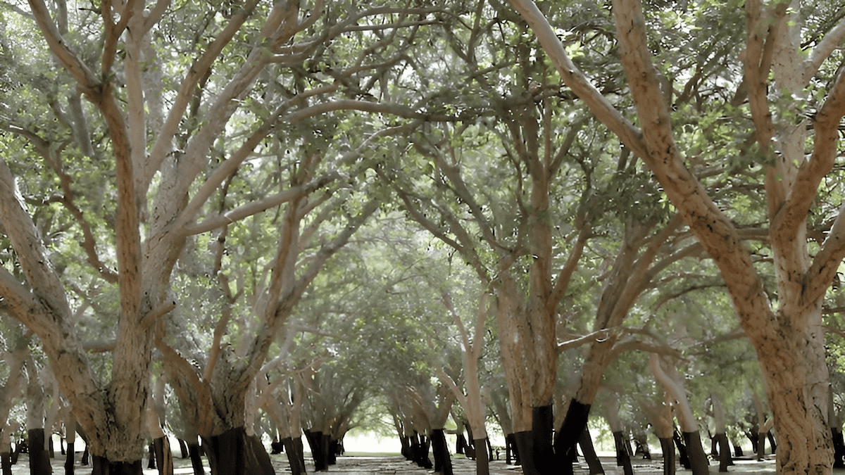 recognition of the ecological benefits of cork oak forests