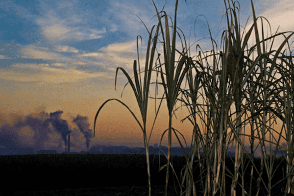 harvesting corn biomass