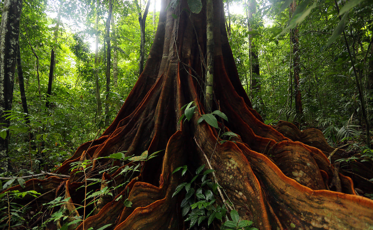 growing rosewood in costa rica