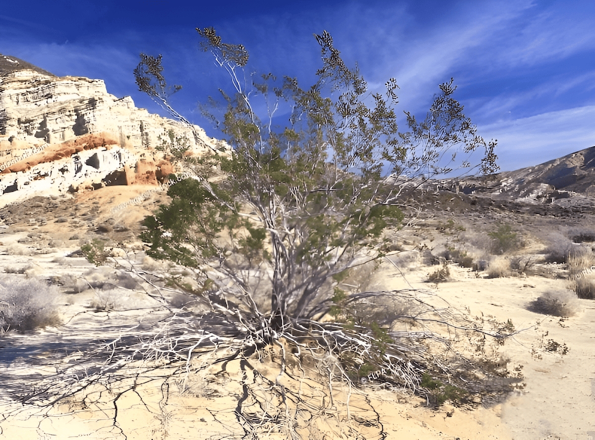 native to the deserts of the southwestern United States and northern Mexico