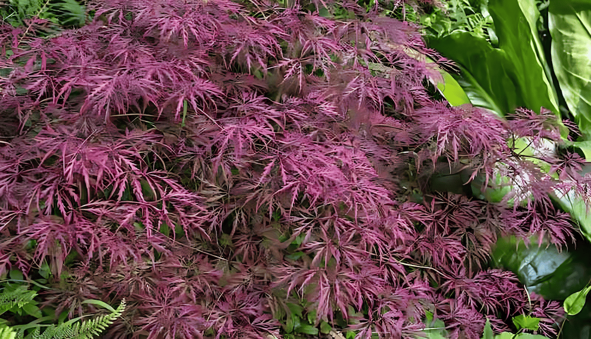 striking purple leaves