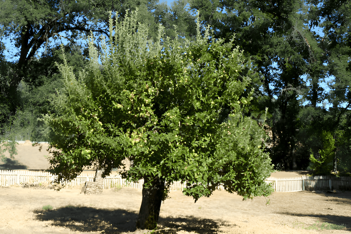 pruning the size of a tree crown