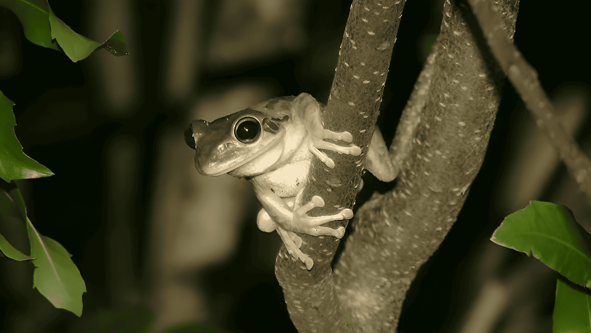 Indigenous to the vibrant locales of Cuba, the Bahamas, and the Cayman Islands