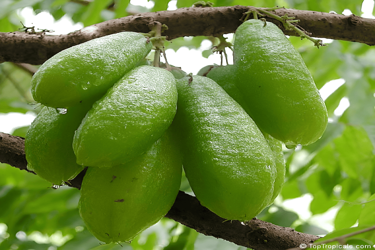 unique name originates from its fruit, which notably resembles a cucumber