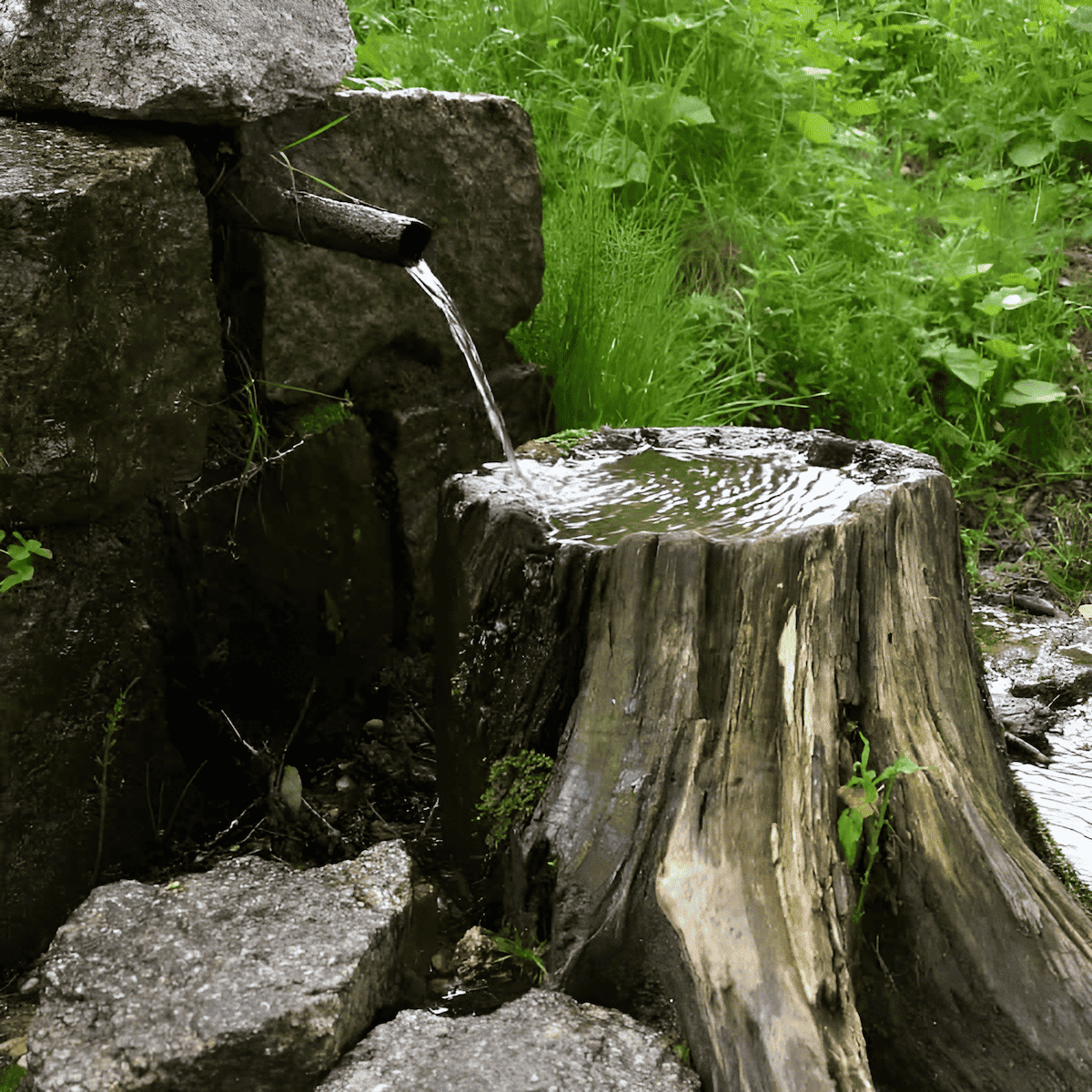 making a bird bath from a hardwood tree stump