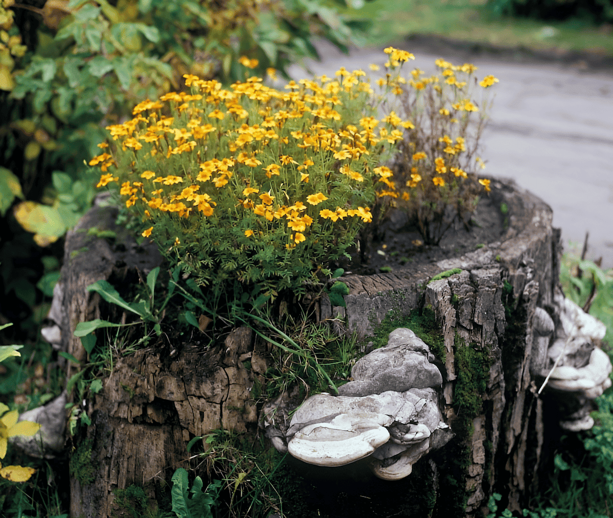 a plant cavity created from a cut tree stump