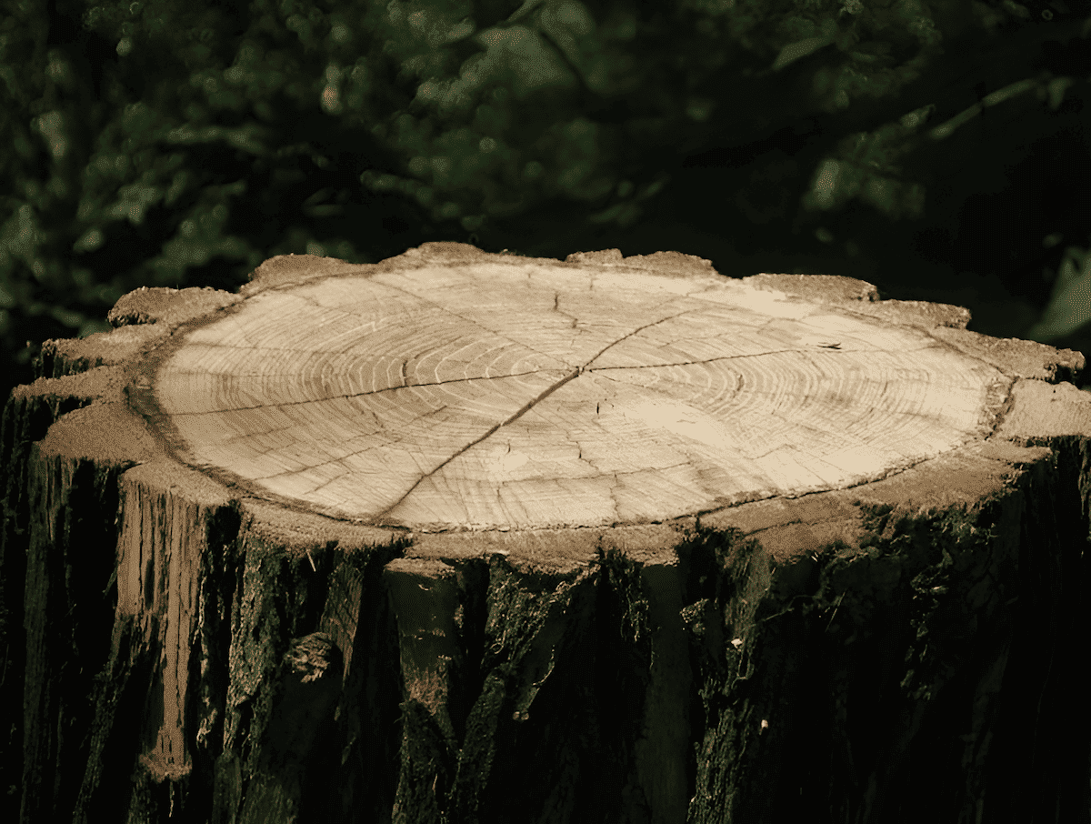 a cut tree stump of a softwood pondorosa pine tree