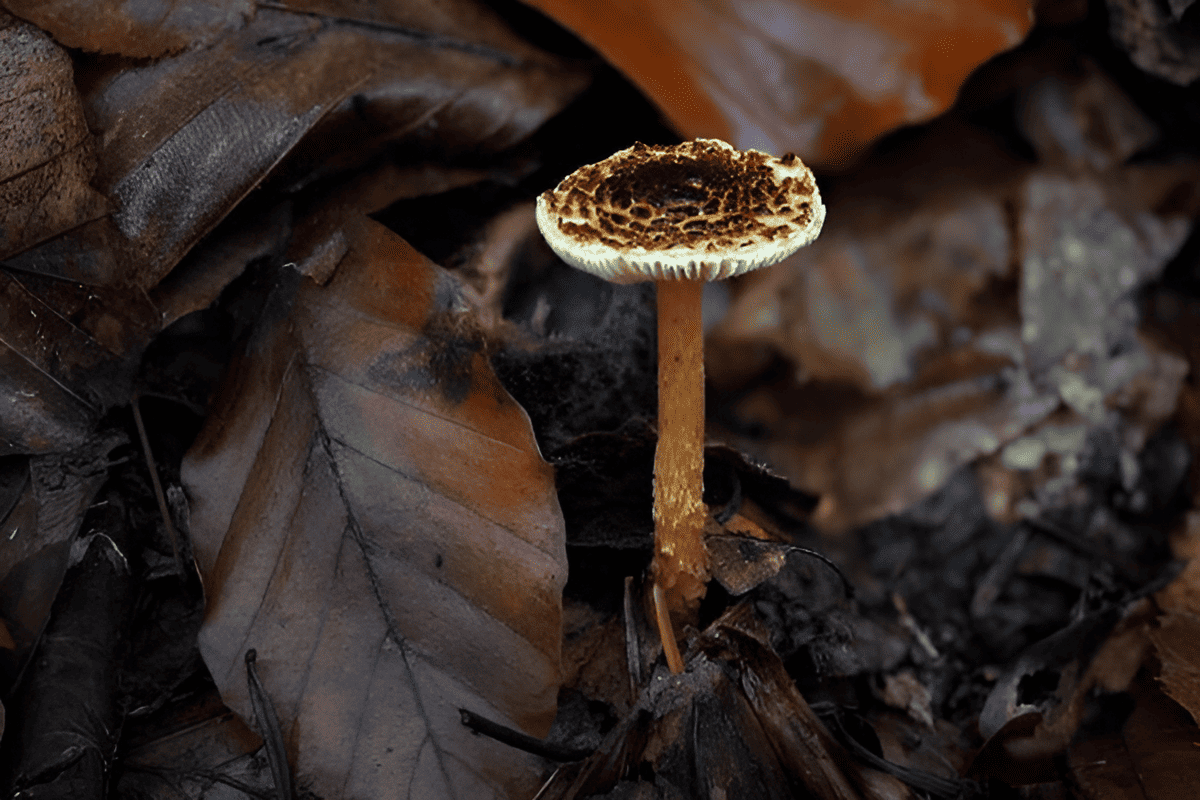 acommonly found growing in city parks and backyards