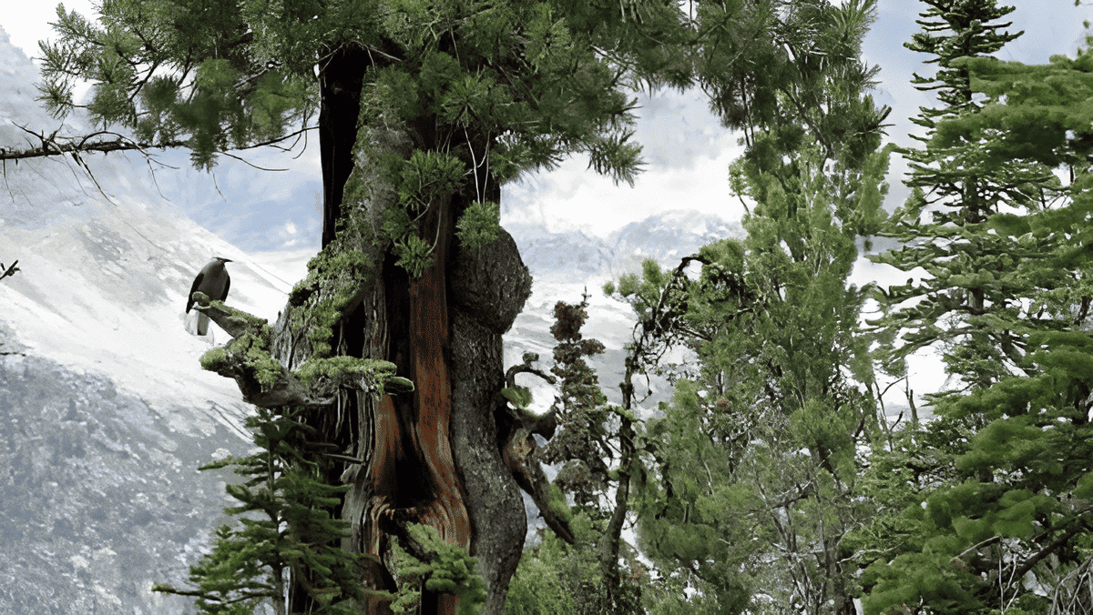 the de extinction of ancient trees