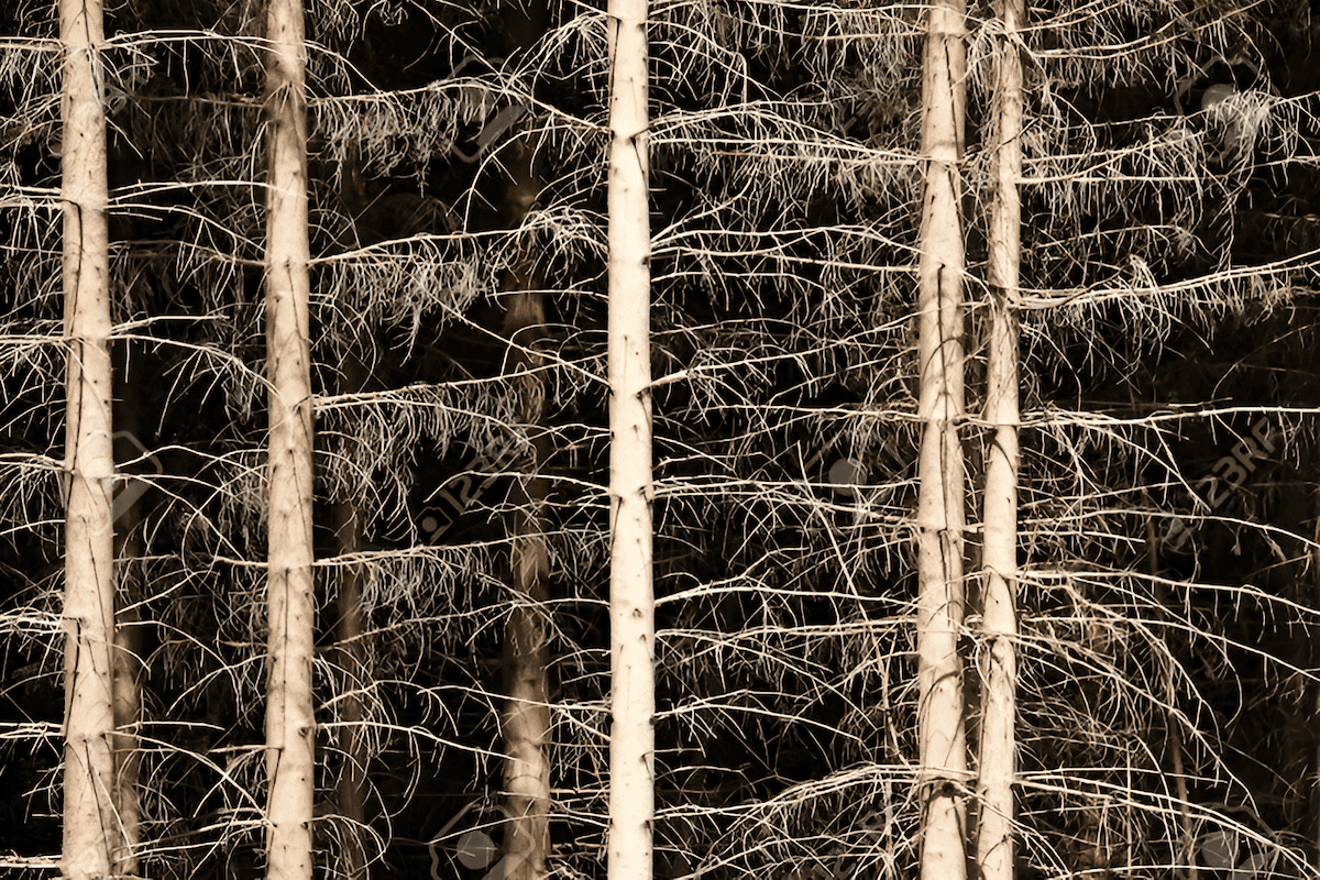 dead evergreen forest of spruce trees