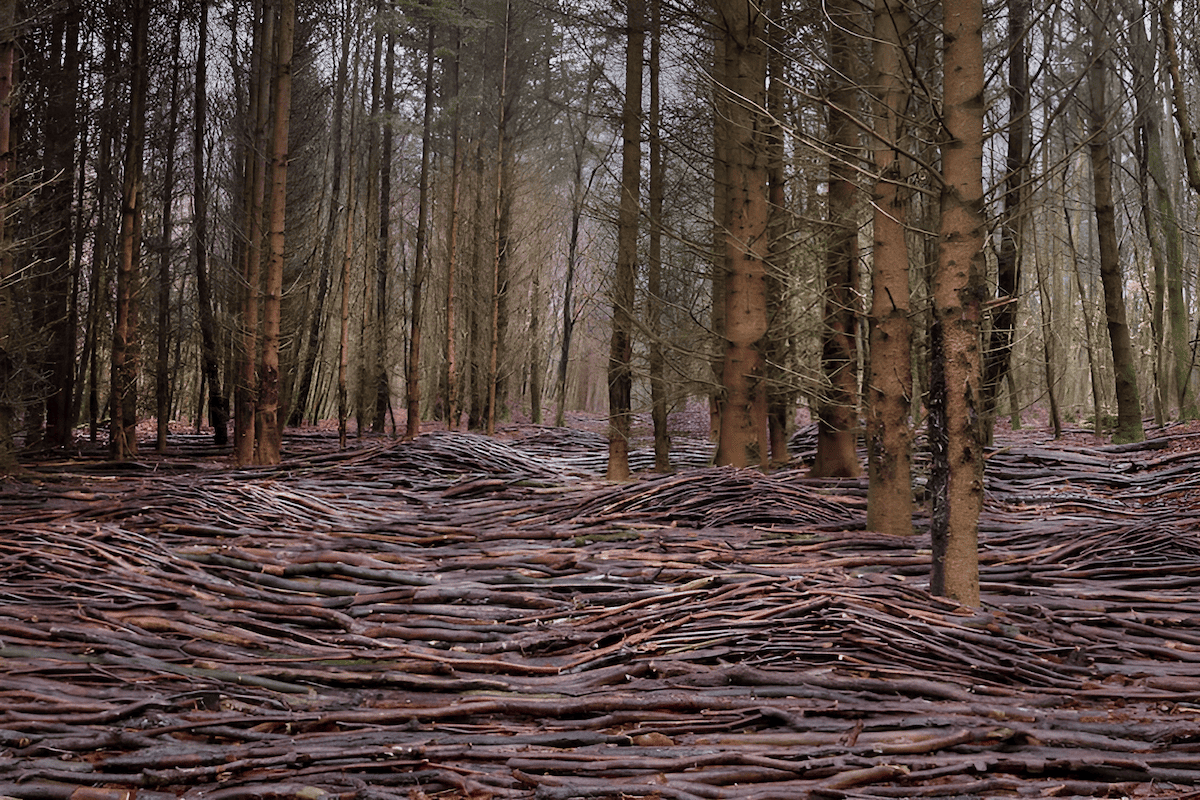 a host of organisms that feed on a fallen tree in the forest