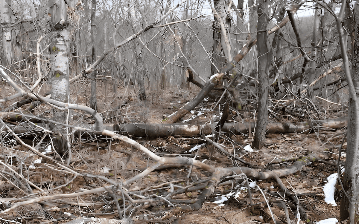 how deadwood and leaf litter collected on a forest floor can lead to a wildfire