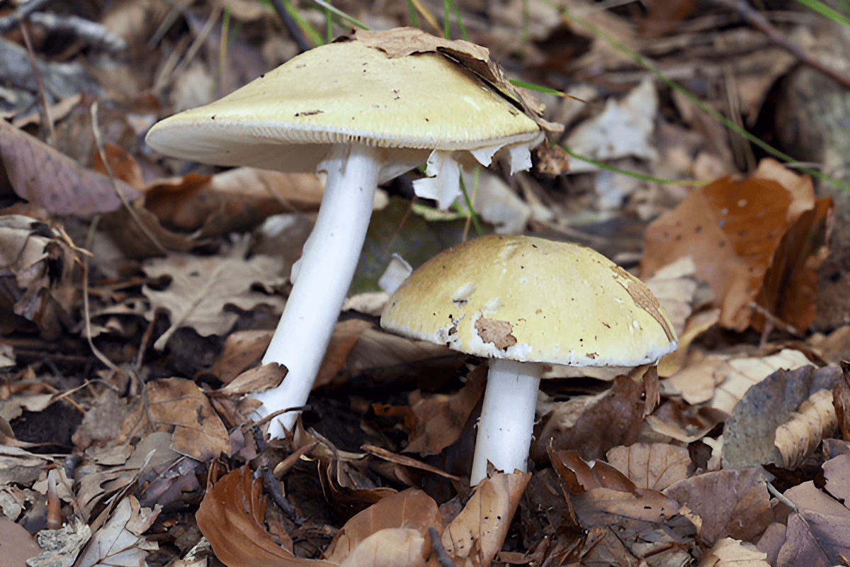 one of the most poisonous mushrooms in the world