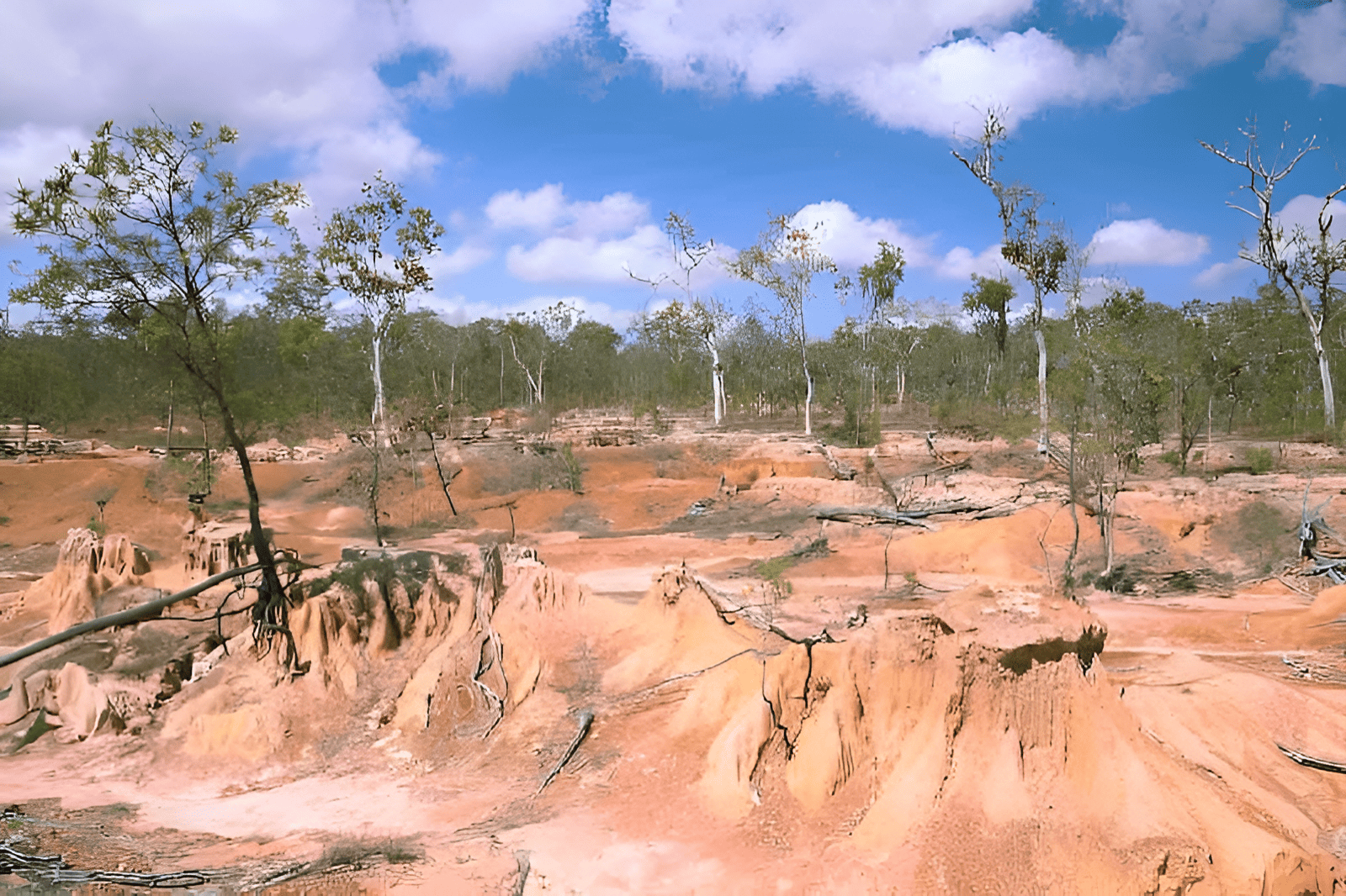 encroachment of a desert on trees and forests