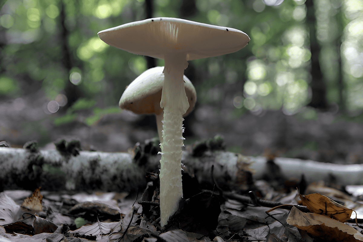 a highly poisonous mushroom that is responsible for many cases of mushroom poisoning