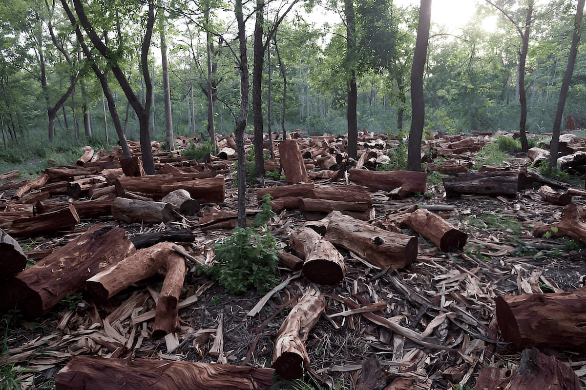 the right to protect a forest