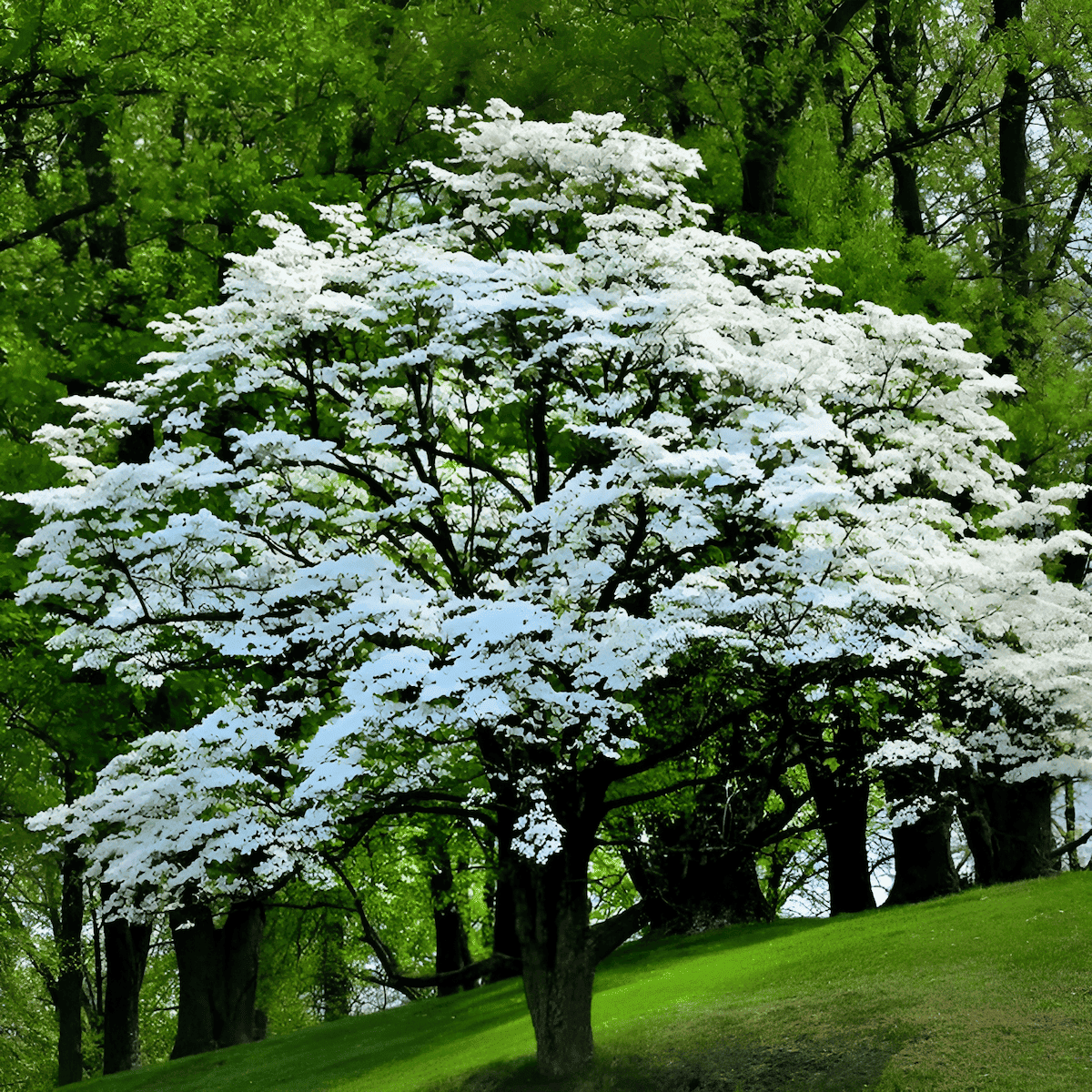 a blossoming dogwood tree