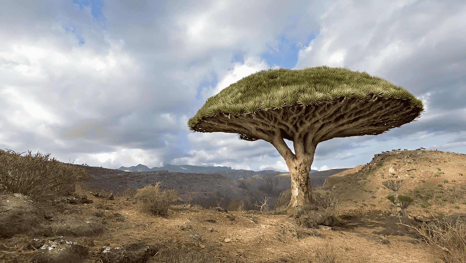 african dragon blood tree