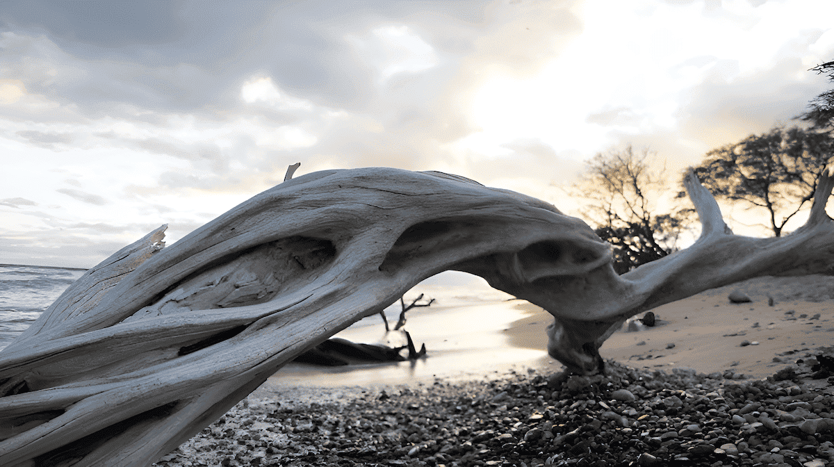 saltwater driftwood log on the beach