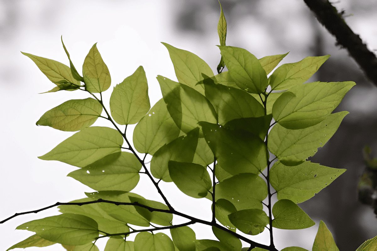 robust leaves designed to minimize water loss through transpiration