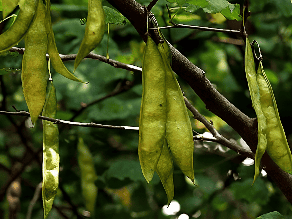 drought tolerant trees that can survive and thrive with minimal water