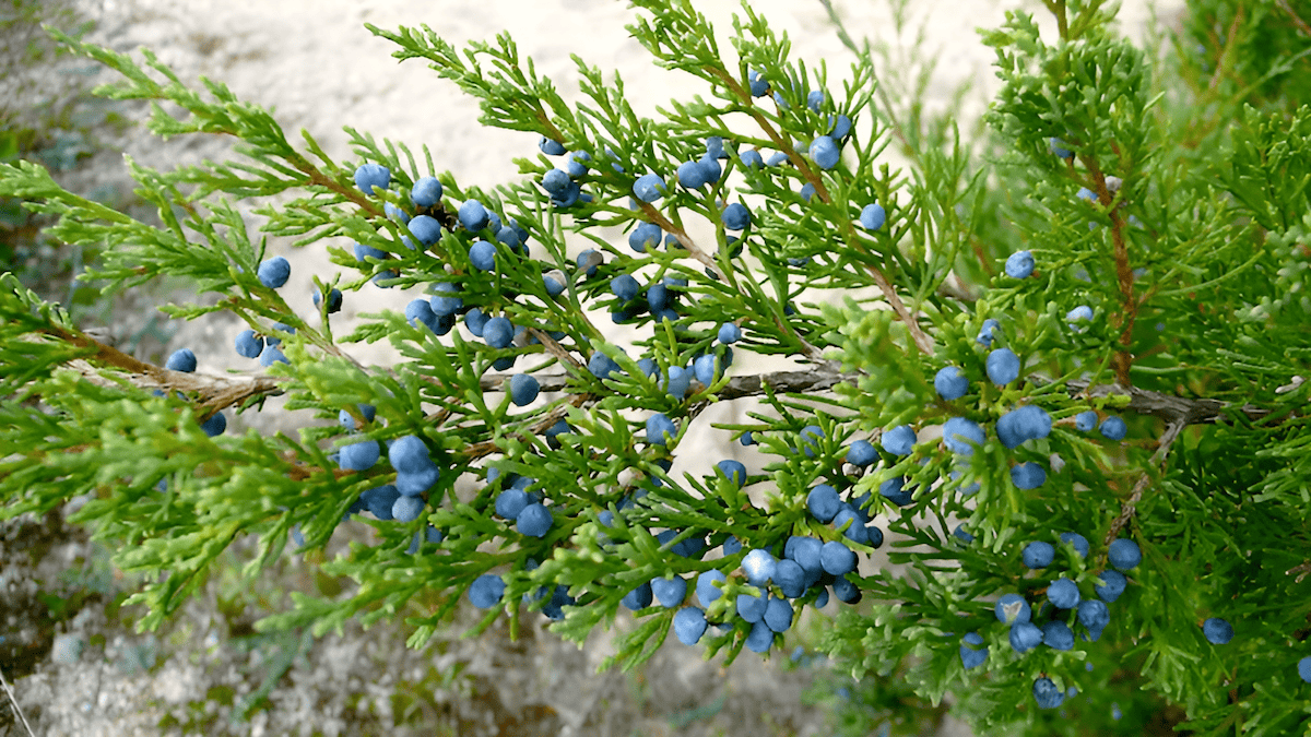 this native Eastern tree has since taken over vast areas of grassland reducing habitat for native wildlife