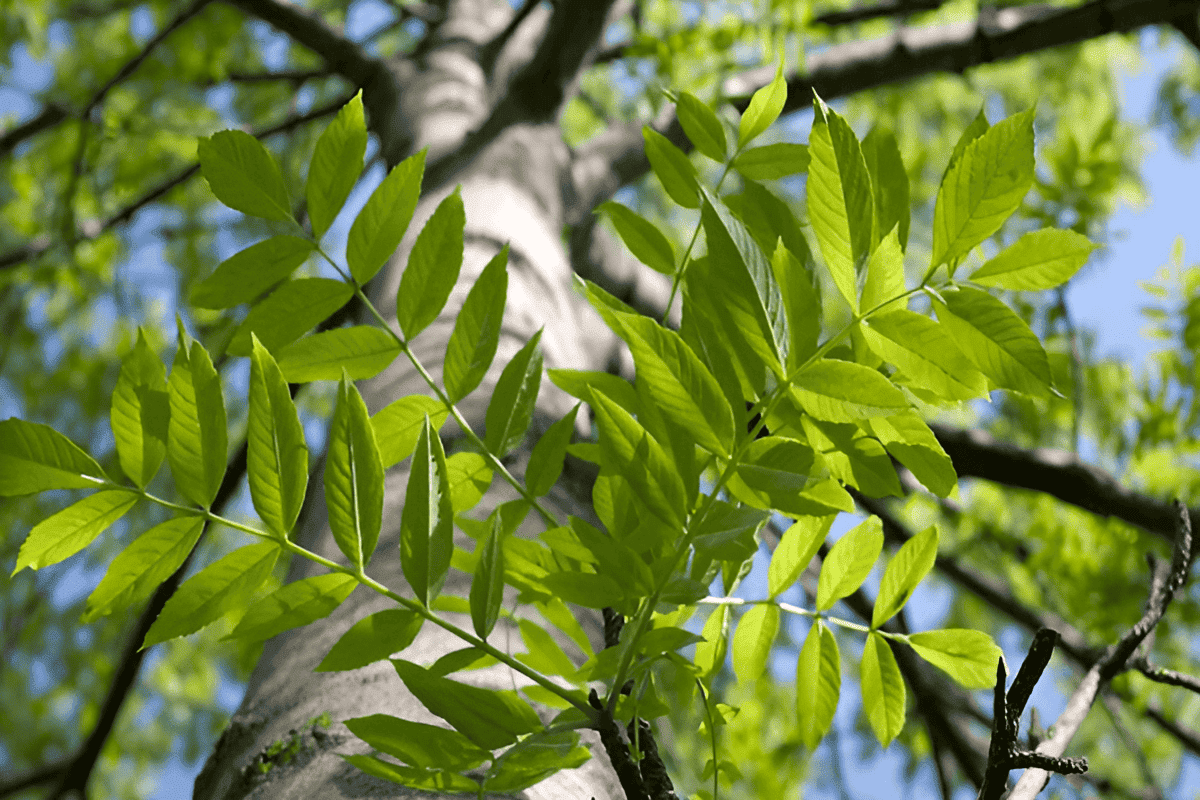 Connecticut ash trees 