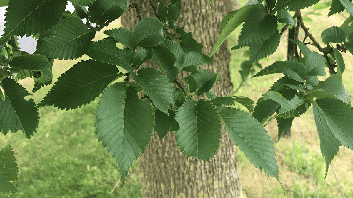 english elm tree growing in the british isles