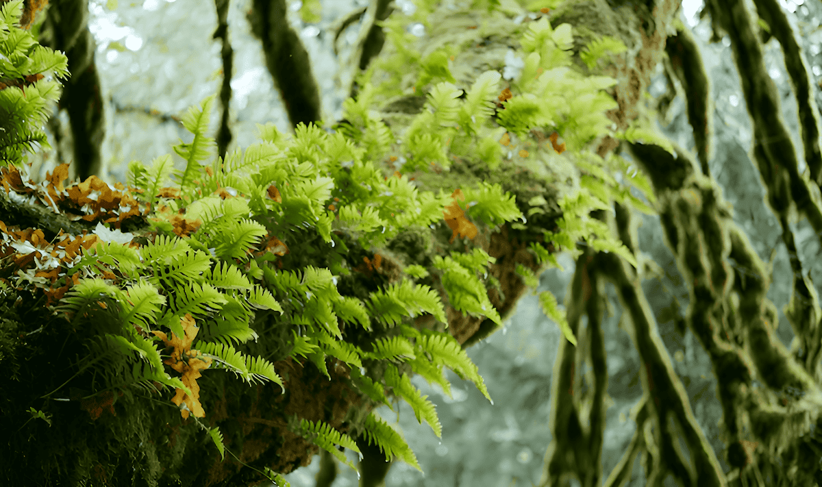 lichens and mosses growing on tree bark