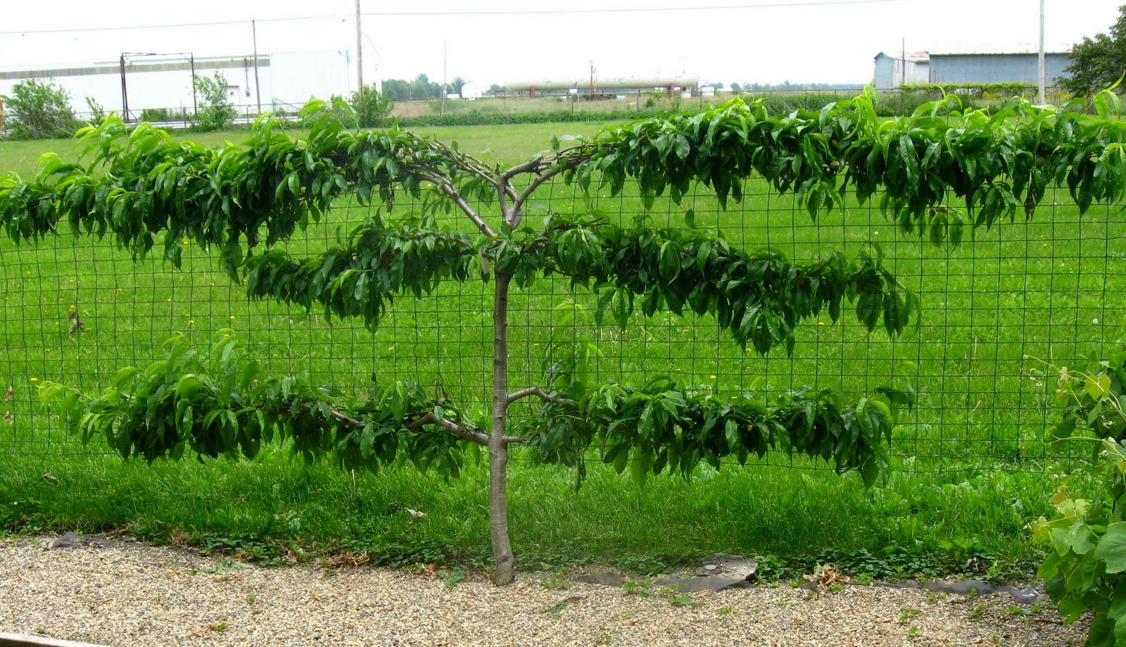 training fruit bearing trees to grow flat against a wall, fence, or trellis